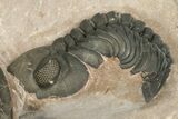 Detailed Zlichovaspis Trilobite With Reedops - Lghaft, Morocco #201650-4